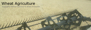 Wheat Agriculture